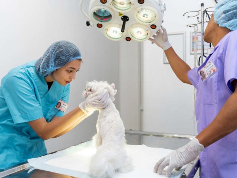 The Clinic
